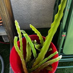 Dragon Fruit Pitaya DF Plant Cuttings 