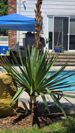Needle yucca plant.