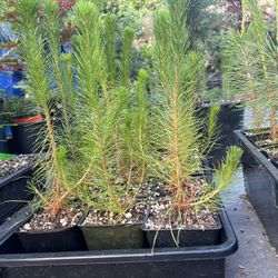 Japanese Black Pine And Short Pine 