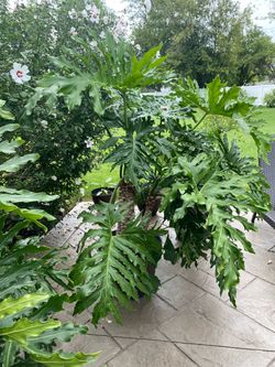 Large houses plants 50 to 100 each