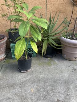 Avocado Trees