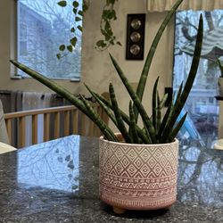 Dracaena angolensis/African spear plant/cylindrical snake plant/Starfish