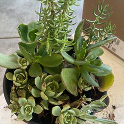 Succulents Plants