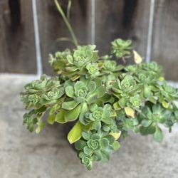 Beautiful Kiwi Succulent Live Plant Aeonium haworthii 1 Gallon Pot Succulents Plants