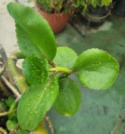 ORGANIC KALANCHOE CARNEA PLANT.