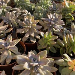 Succulent Plants 