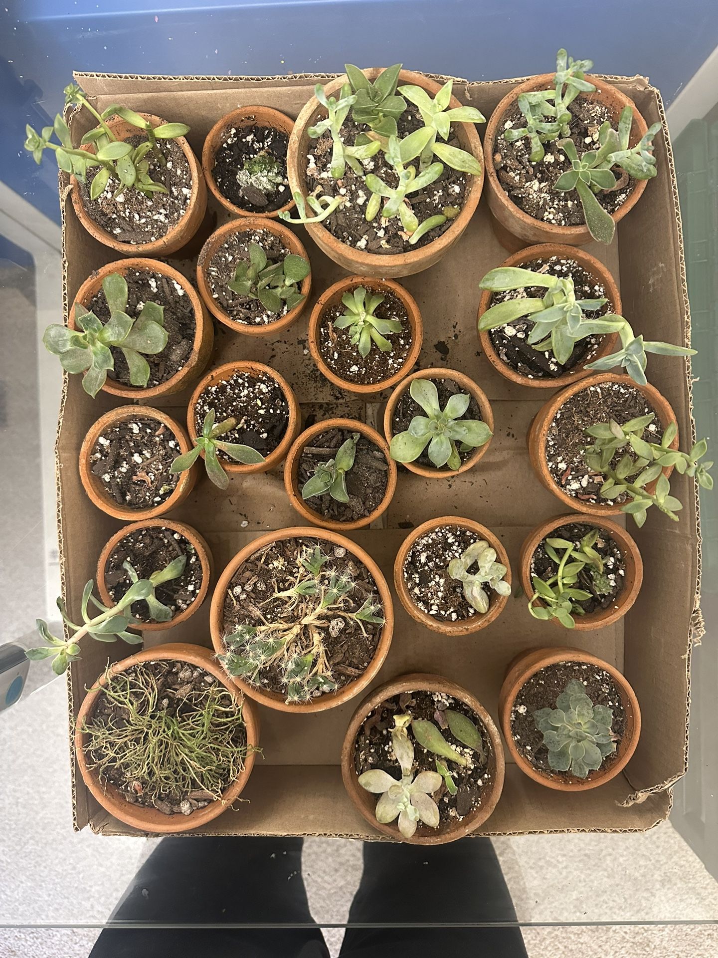 PLANT PURGE - Succulents
