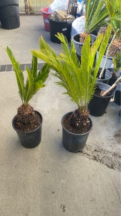 Sago Palms