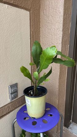 Small Potted Tropical midnight lady Plant