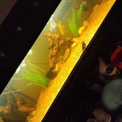 300 Gallon Fish Tank