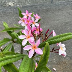 Plumeria