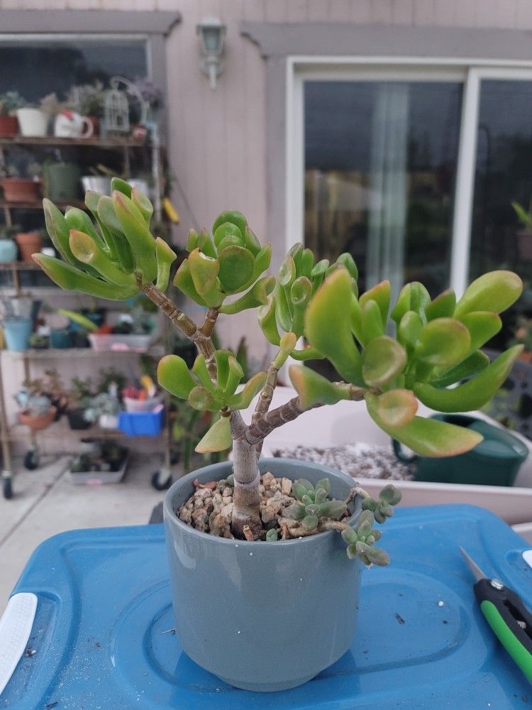 Crassula Ovata GOLLUM CLUSTER Shrek