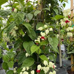 ❤️ Plant: Bleeding Heart Vine 