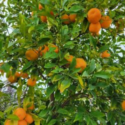 Sour  Orange  Tree
