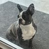Batdog