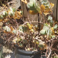 Plantas  3 Or 2 For 5