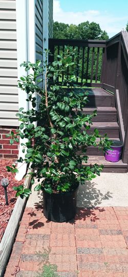 Holly Tree