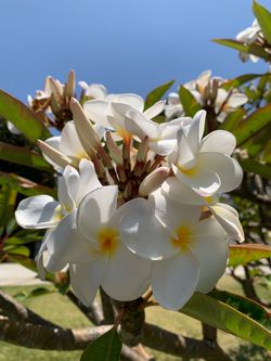 Plumeria tree