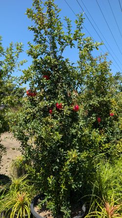 Pomegranate Tree