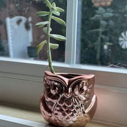 Owl Succulent Plant 🌱 