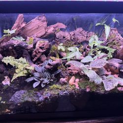 10 Gallon Reptile/amphibian tank 