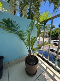 Majesty palm