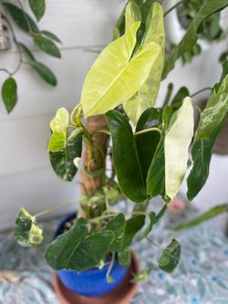 Philodendron Variegated Burle Marx