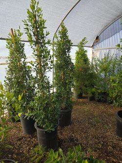 Ficus Nitida (Indian Laurel) Privacy Hedge