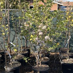 Apple trees 15 gal