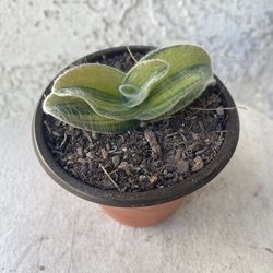 3 Inch Pot Succulent Plant - Tradescantia Sillamontana - White Velvet Wandering Dude - Rooted & Established Plant - Drought Resistant 🪴