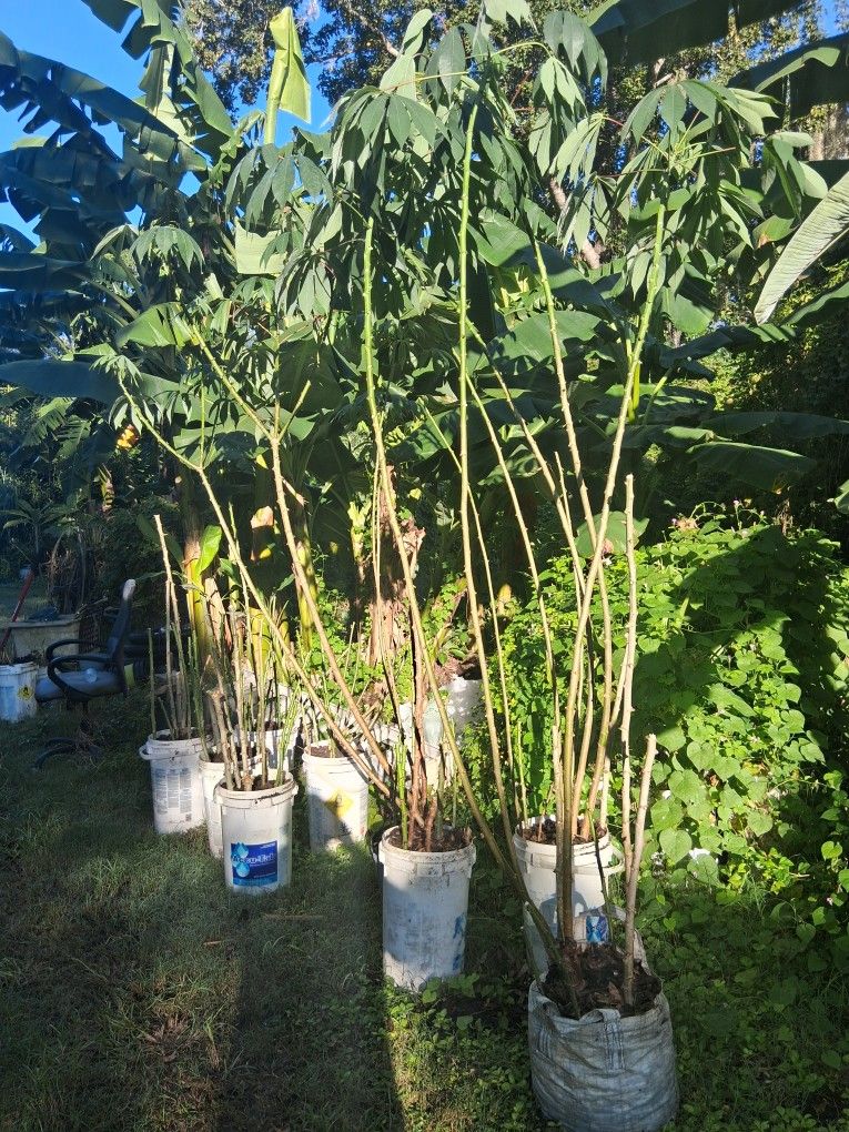 Cassava Plant, Yucca