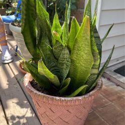 Snake Plant 