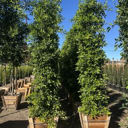 Ficus Nitida Indian Laurel Privacy Hedge 