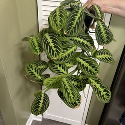 Lemon Lime Maranta “Prayer plant”