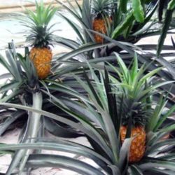 Organics Mini Pineapple Fully Grown Plant 3 Gallon 3ft