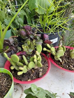 Plant Sale This Weekend