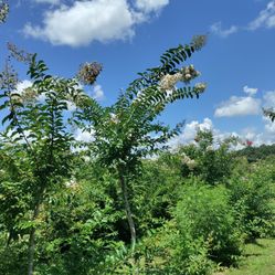 Crepe Myrtles. Delivered And Planted. Discount On 5 Or More