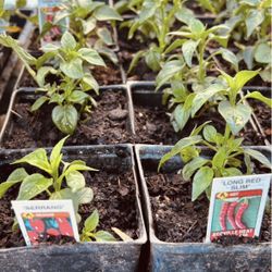 Pepper plants 