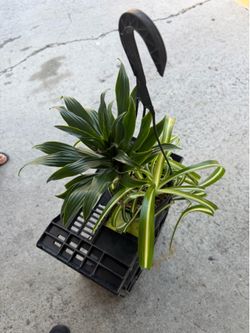 Dracaena Janet with spider plant