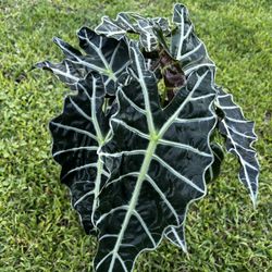 ALOCASIA POLLY ( Indoor / Outdoor Full Shade) 6” Pot 