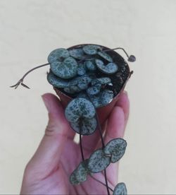 String Of Hearts 2” Pot 