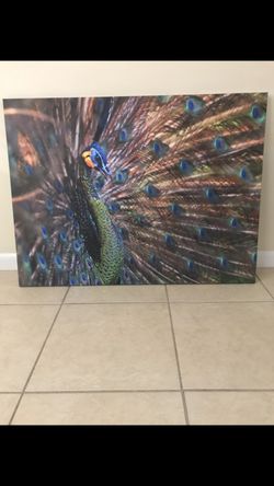 Peacock Canvas
