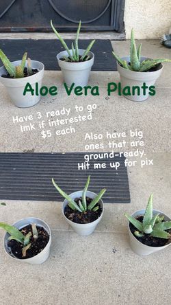 Aloe Plants