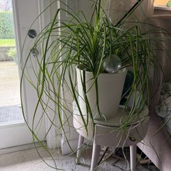 Ponytail Palm Plant 