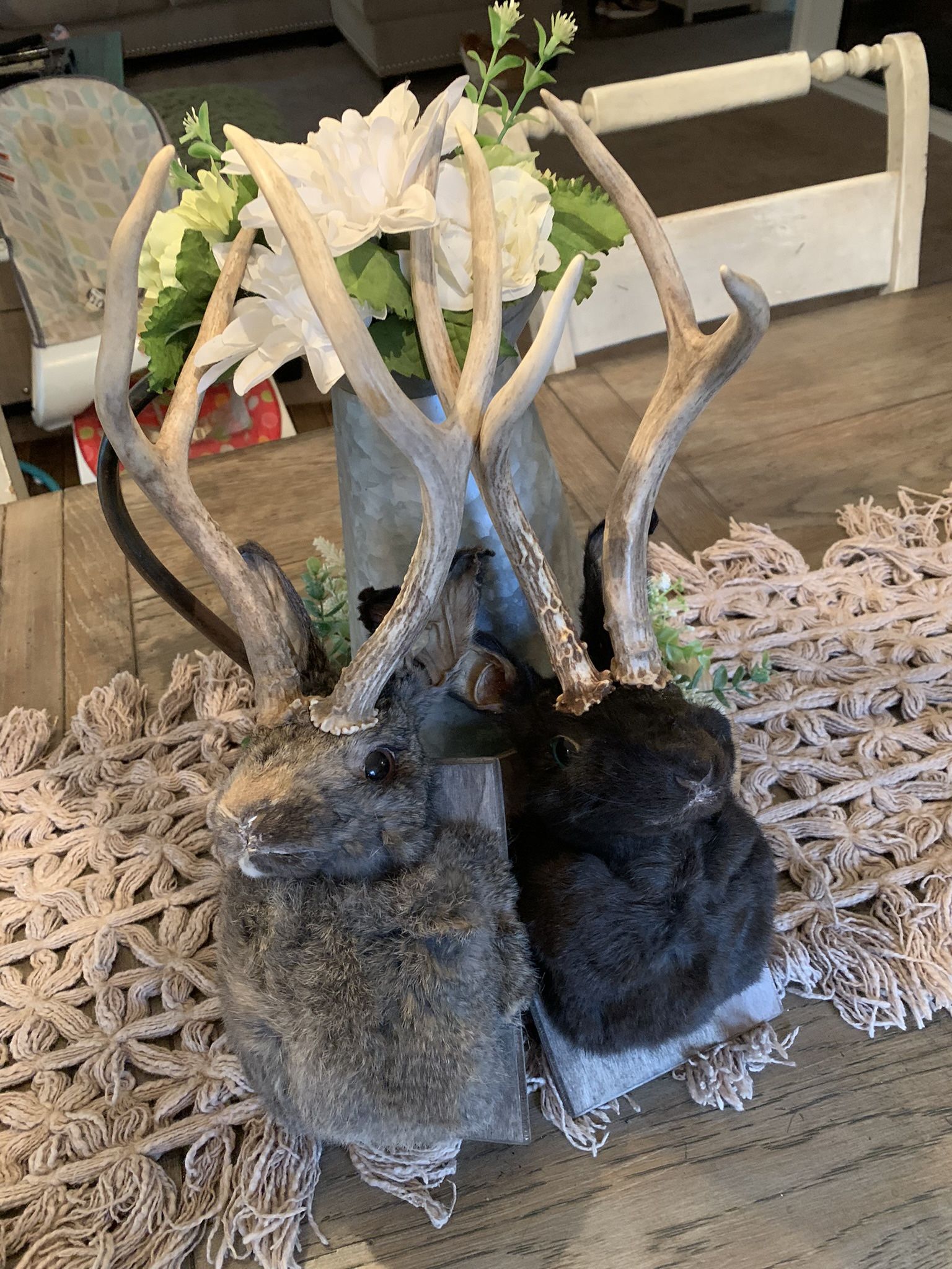 Taxidermy Jackelope Rabbits!! $125 Each!!