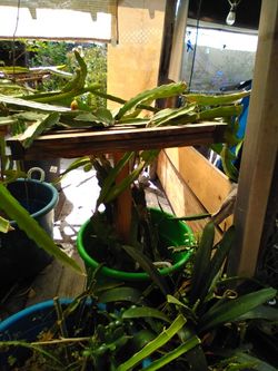 Yellow Mix With White Organic Dragon Fruit Plant Starting Fruit