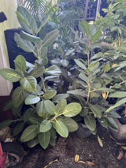 Banyan Tree In 3 gls Pot. SPECIAL PRICE 🤩
