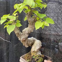 Lots Of Bonsai Trees From $10-150 Plus Desert Roses 
