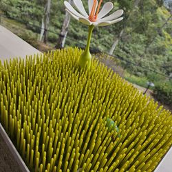 Bottle Drying Rack $10 Obo