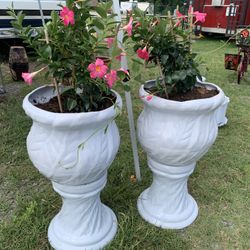 White Flower Urns $60 Each Including Plant